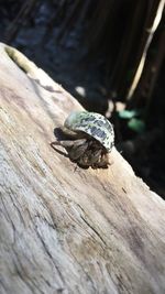 Close-up of snail on wood
