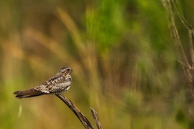 Close-up of bird