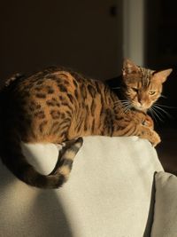 Close-up of cat relaxing at home