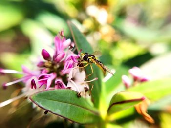 Close-up of insect on pink flower