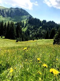 Scenic view of grassy field against cloudy sky