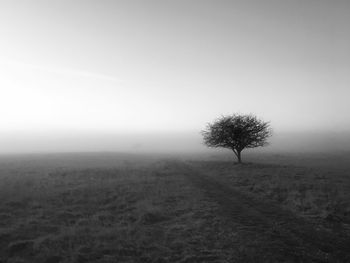 Tree in field against sky