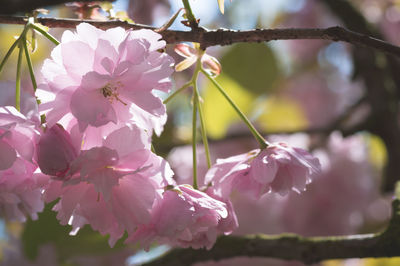 Close-up of pink flowers