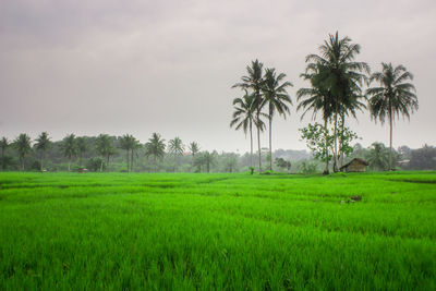 Scenic view of palm trees on field against sky