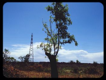 Trees on field against blue sky