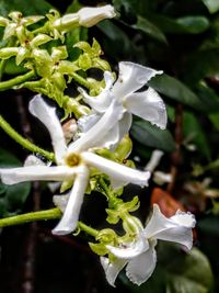 Close-up of white flowering plant