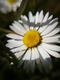 Close-up of white daisy