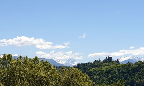 Panoramic view of trees on landscape against sky