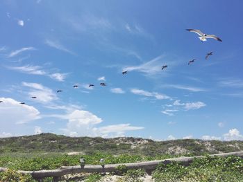 Low angle view of seagulls flying in sky