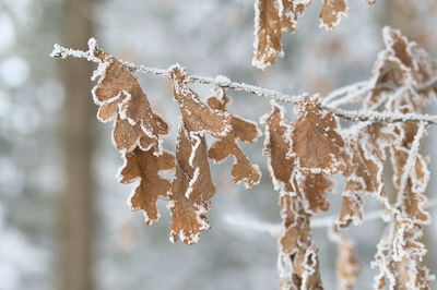 Close-up of frozen dry leaves during winter