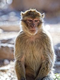 Portrait of monkey sitting outdoors
