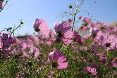 Close-up of pink cosmos flowers on field