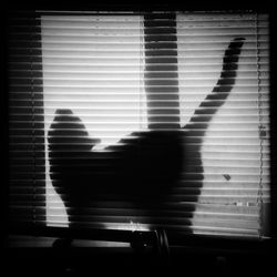 Side view of a silhouette cat against the window
