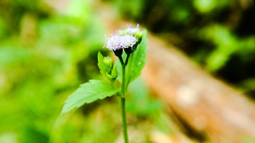 Close-up of green plant