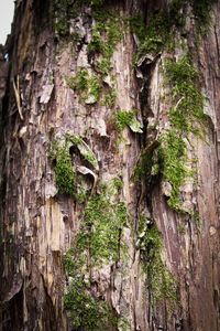 Low angle view of ivy on tree trunk