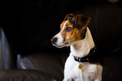 Close-up of dog looking away