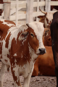 Cows on field