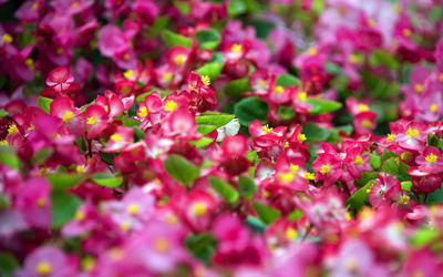 Close-up of pink flowers