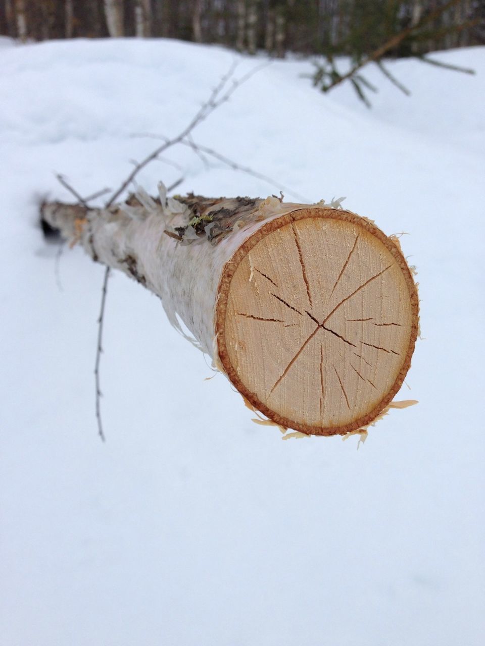 snow, winter, cold temperature, covering, season, field, weather, bare tree, close-up, frozen, nature, day, outdoors, no people, tree, dry, landscape, brown, wood - material, tranquility