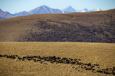 Scenic view of landscape against mountain range