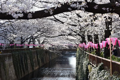 Cherry blossoms in spring against sky