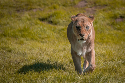 Lioness,panthera leo, walking in the wilderness towards the point of camera view.