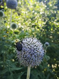 Close-up of honey bee pollinating on flower