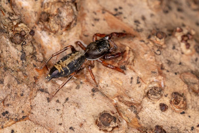 Close-up of insect on rock