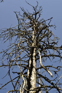 Low angle view of bare tree against clear blue sky