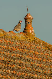 Low angle view of bird perching on wall against sky