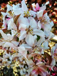 Close-up of cherry blossom