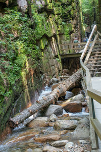 View of bridge over river in forest