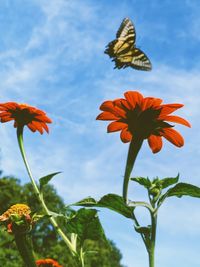 Close-up of orange flowering plant against sky