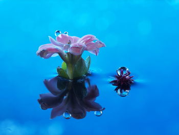 Close-up of flower over blue background