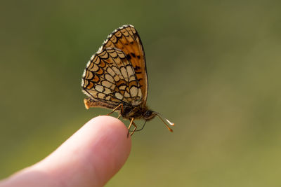 Close-up of butterfly on finger
