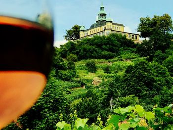View of trees in front of built structure
