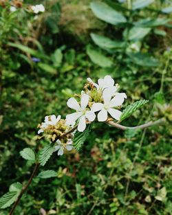 Close-up of white flowering plant on field