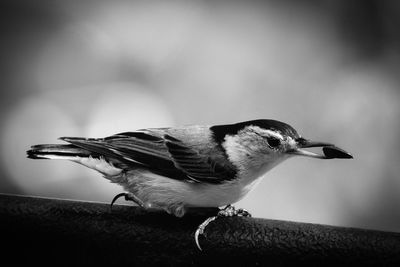 Close-up of bird perching