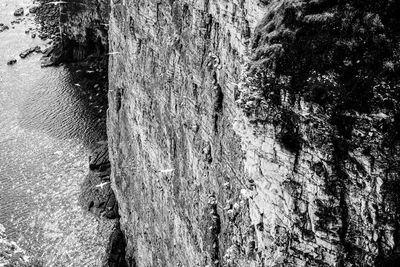 Full frame shot of tree trunk against wall