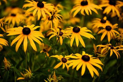 Close-up of yellow daisy flowers