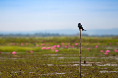 View of purple flowering plants on field