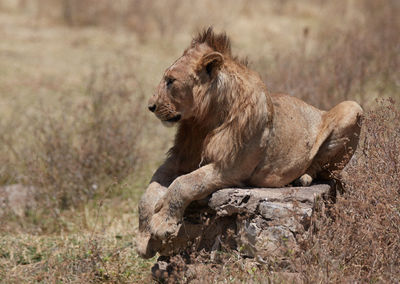 Close-up of a cat looking away