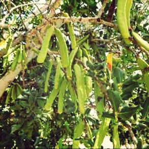 Close-up of leaves