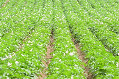 Plants growing on field