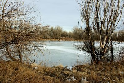 Bare trees by lake against sky during winter