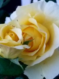 Close-up of yellow rose blooming outdoors