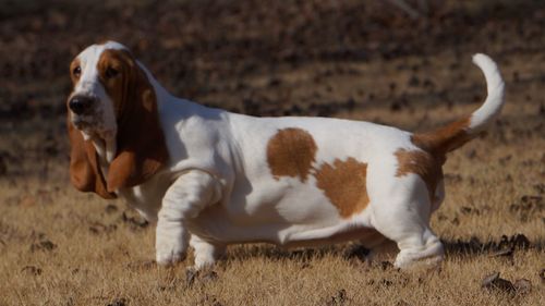 Alert dog on field