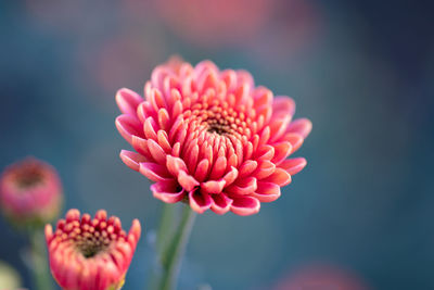 Close-up of pink chrysanthemum flower