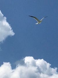 Low angle view of seagull flying in sky