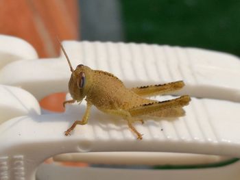 Close-up of insect on a hand